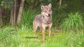 morel story- shepherd boy and sheep story for kids