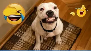 The Funniest DOGS on the Internet 🌞 Super Funny Dog Video 🌰 #funnydogs #funnycats #funniestanimals