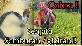 Ular Cobra penyembur sangat galak dan agresif !! Awas semburan dan gigitan berbahaya !!
