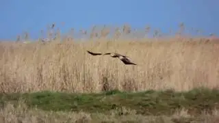 Marsh Harrier at Elmley Marshes - Medway Valley Countryside Partnership