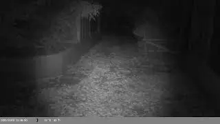 Trap Camera Captures Red Fox (Vulpes vulpes) On 7 October 2025
