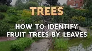 How to Identify Fruit Trees by Leaves