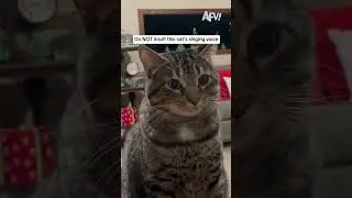 Do NOT insult this cat's singing voice
