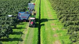 Concimazione post vendemmia della vite: cosa sapere per farla al meglio