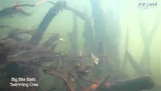 Big Bite Baits Swimming Craw in action underwater (под водой)