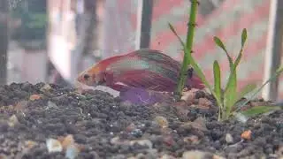 Aquatic plant started breathing after coming in contact with direct sunlight