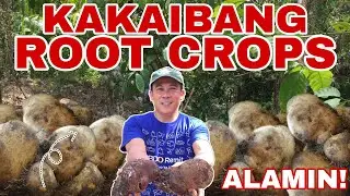 HARVESTING LESSER-YAM (TUGI ROOT CROPS) | Biyaherong Batangueno
