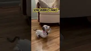 Luna performs the Soap Bubbles Dance (Shabondama) #aibo #robot #cute