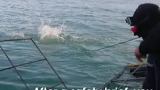 Dive with the Sharks in South Africa - Shark Diving