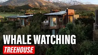 Whale Watching from Your Treehouse &ndash; Hapuku Lodge Adventure