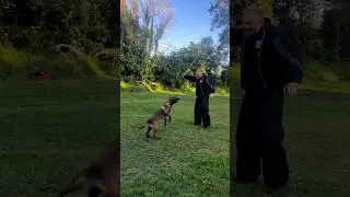 Military/Police dog training 🔥| Belgian Malinois | KNPV PH1 #malinois #dogtraining #smartdog
