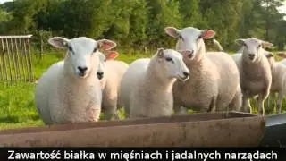 Wartość odżywcza mięsa - czego dostarcza ten pokarm