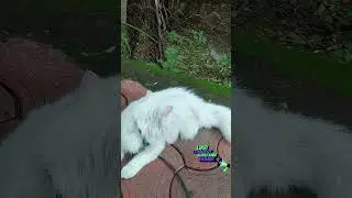 लियो द क्यूट कैट 😹 #cat #cutepic  #pretty #pets #catvideos #catshorts #cute #cat video #mycat #meow
