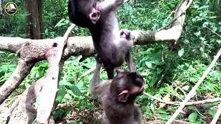 Why This Flock of Monkey Fighting? Baby Monkeys Crying At Angkor