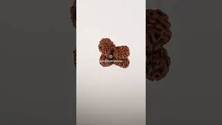 Gauri Shankar 19 Mukhi Rudraksha 19.49 mm Java Bead | Grade A Medium Genuine Natural #gaurishankar