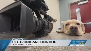 Cabarrus County uses electronic-sniffing dog
