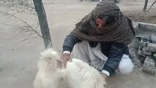 When a Doctor Becomes a Hero for Dogs,🐕❤️&zwj;🩹🦮🐶