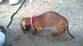 Chloe likes tasty sticks.3gp