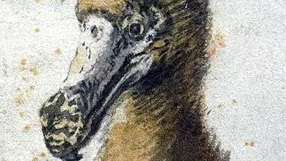 How The Dutch Caused The Dodo Bird Extinction In Only 100 Years