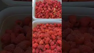 ягода малина - m&aacute;lna - raspberries #shorts #малина #m&aacute;lna #raspberries  #нямням  #hamham