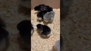 Black & Blue French Copper Maran Fresh out of Hatcher! #chicks #coppermaran #homesteading #cute