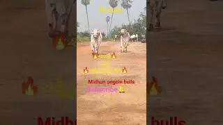 #RK bulls #most powerful bulls#youtube letast video#subscribe my channel