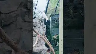 hamilton zoo