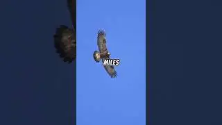 Golden Eagles: Nature's Fierce Flyers!