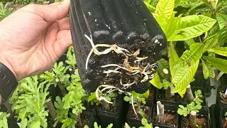 You&rsquo;re a liar! The truth about cold hardy fig trees!