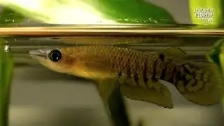 Werner's Killifish & Striped Panchax - Attack like a Channa - Animalia Kingdom Show