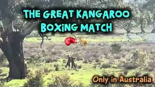 The Great Kangaroo Boxing Match 🥊🦘