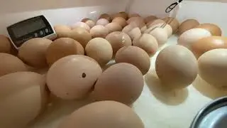 Chicks chirping in their eggs before they hatch