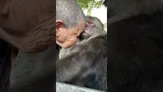 Xingxing Hasn't Eaten For Several Days. The Nun Is Very Worried. #monkey #猴子 #animals #cute #小动物 (1)