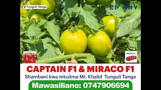 MBEGU YA NYANYA CAPTAIN F1 & MORACO F1 ZIMELIMWA KWA PAMOJA TUNGULI TANGA