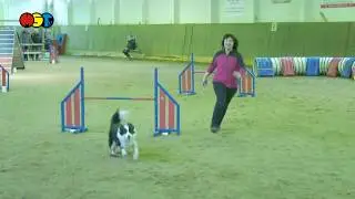 Ein halbes Dutzend Agility in Seelitz