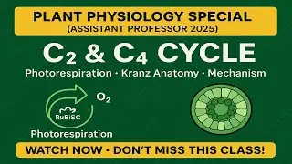 C₂ & C₄ Cycle Explained | Photorespiration, Kranz Anatomy, C4 Pathway | Assistant Professor 2025