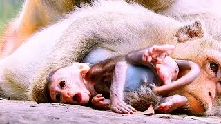 Look so funny &ldquo;Baby monkey &ldquo;