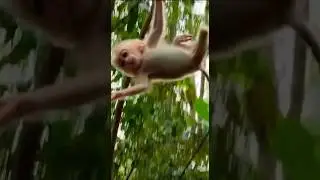 😱 Cute Moment 67 #entertainment #monkey #video