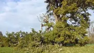2. Cowdray Oak that nearly killed me 14.11. 2013. hrs 14:28  -  Eikin fallin