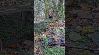 Rory Figured Out the Squirrel Feeder at Last 🥳 #scottishwildlife #shorts  #wildlife #redsquirrel