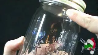Christmas Spot - My Pet Firefly