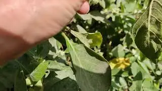 سم الفراخ من الحشائش السامه