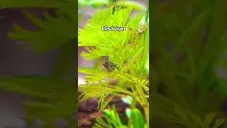 Black tiger #aquarium #planetaquarium #fish #fish #fishtank #cute #nature
