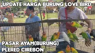 UPDATE HARGA BURUNG LOVE BIRD TERBARU 2022 DARI HARGA PASAR KUALITAS//PASAR BURUNG PLERED CIREBON