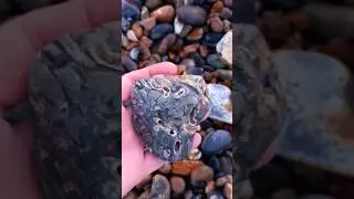 #beach #unusual #rock #holes #grey #interesting #sea #shorts
