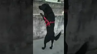my dog seeing other dog || GB memer  || #shorts #dog # #labrador #doglover #eting