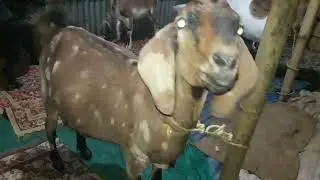 ঠান্ডাৰ দিনত ছাগলী থকাৰ ব্যবস্থা চাওঁ আহক ৷ RM Goat farming