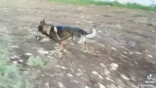 #allenamento#cani#mondioring#addestramento#MASTERdog