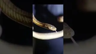 Brown Tree Snake