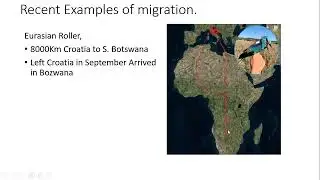 The Great Bird Migration in Kenya